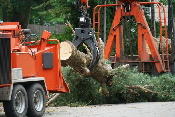 Why Choose Our Tree Removal Services in Ester, AK?